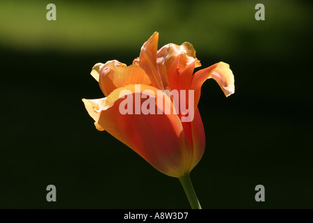 Tulipes Orange contre un arrière-plan vert lumière du soir Banque D'Images