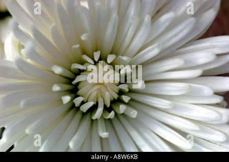 Chrysanthème Banque D'Images