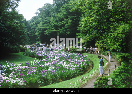 Les touristes visitant Jardin d'Iris au Sanctuaire Meiji à Tokyo Banque D'Images