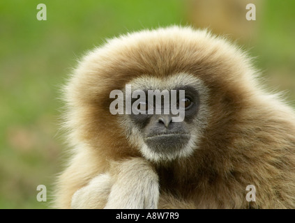 Gibbons (Hylobates lar) à directement à l'appareil photo Banque D'Images