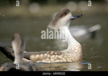 Un homme célibataire Patagonian Crested duck (Lophonetta specularioides) présentant l'affichage d'accouplement Banque D'Images