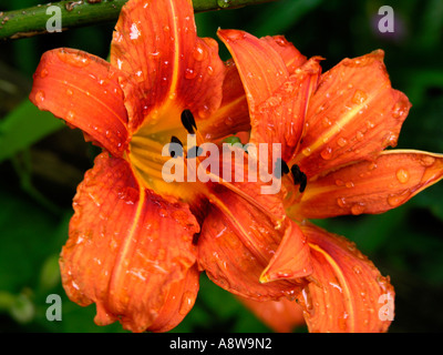 Tiger Lily orange en pleine floraison Banque D'Images