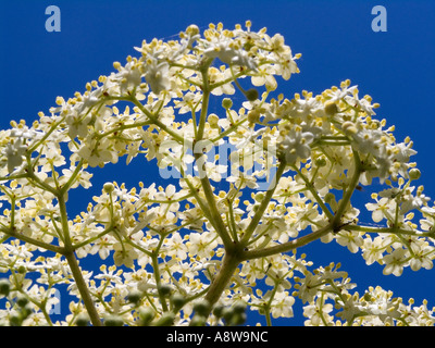 Des fleurs en pleine floraison Banque D'Images