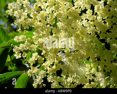 Des fleurs en pleine floraison Banque D'Images