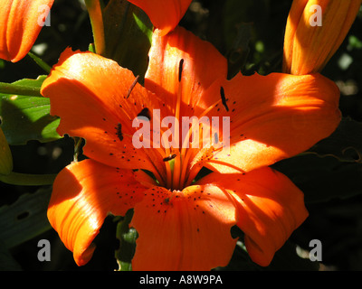 Tiger Lily orange en pleine floraison Banque D'Images