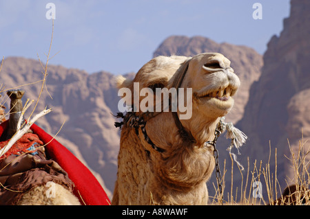 Camel en zone protégée de Wadi Rum Jordanie Banque D'Images