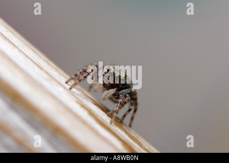 Zebra Thomisidae (salticus scenius) Banque D'Images