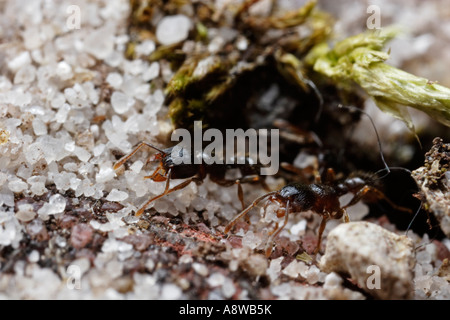 Ant de la chaussée (Tetramorium caespitum sable comptable) Banque D'Images