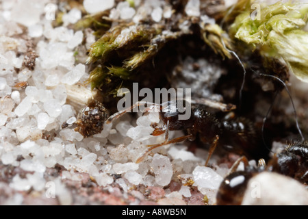 Ant de la chaussée (Tetramorium caespitum sable comptable) Banque D'Images
