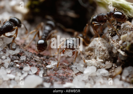 Ant de la chaussée (Tetramorium caespitum sable comptable) Banque D'Images