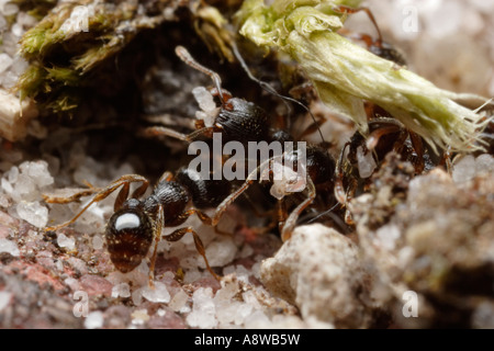 Ant de la chaussée (Tetramorium caespitum sable comptable) Banque D'Images