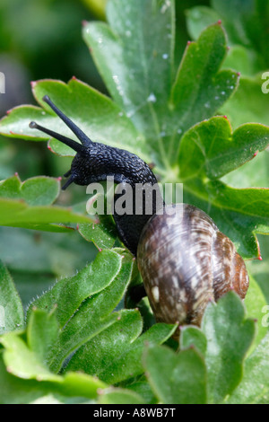 Copse Snail on leaf Banque D'Images
