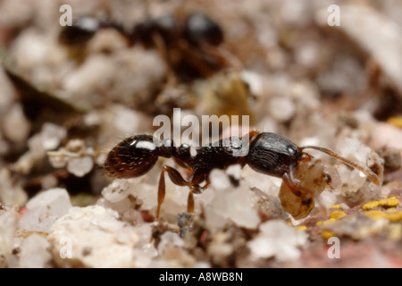 Ant la chaussée transportant les grains de sable (Tetramorium caespitum) Banque D'Images