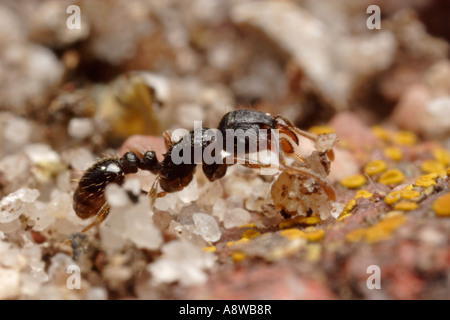 Ant la chaussée transportant les grains de sable (Tetramorium caespitum) Banque D'Images