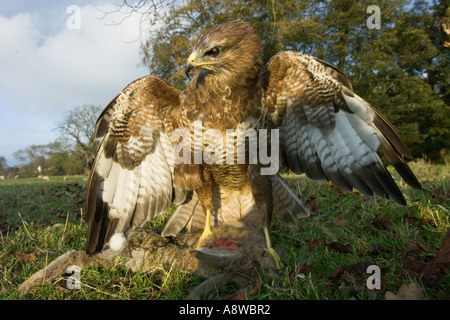 Buse variable, Buteo buteo, lambrequins, lapin automne Yorkshire UK Banque D'Images