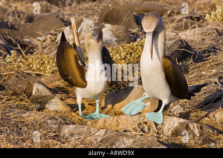 Fou à pieds bleus (Sula nebouxii) paire et l'affichage, la cour de l'Île Española, Galapagos, Equateur Banque D'Images