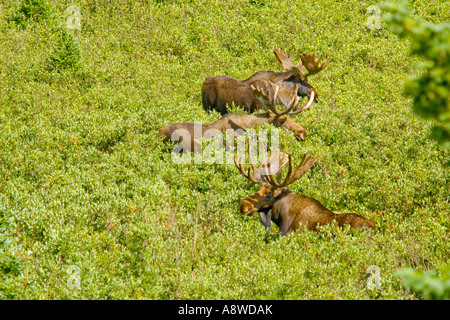 Trois Colorado Bull Moose (Alces alces shirasi) pâturage sur les saules au-dessus du réservoir de Joe Wright, sur Cameron Pass, Colorado Banque D'Images