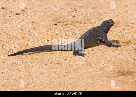 Iguane marin des Galapagos (Amblyrhynchus cristatus) l'île de Santa Cruz, Galapagos, Equateur Banque D'Images