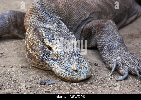 Dragon de Komodo, le plus grand lézard du monde Banque D'Images