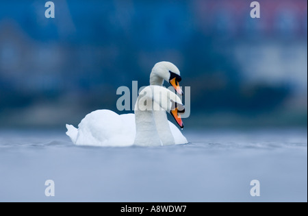 Cygne muet, Cygnus olor, paire d'hiver Northumberland Banque D'Images