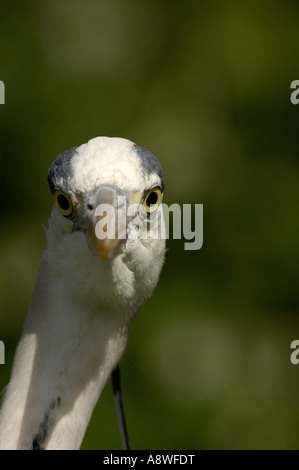 Héron cendré Ardea cinerea close up de tête et les yeux parc Richmond London UK Banque D'Images