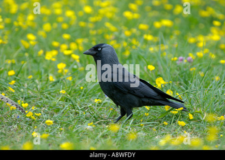 Corvus monedula choucas dans domaine de renoncules Oxfordshire UK Banque D'Images