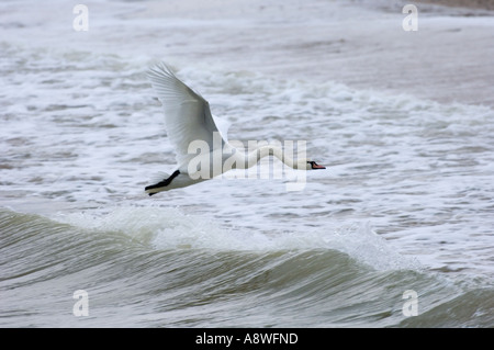 Cygne muet, Cygnus olor, victime de l'empoisonnement au plomb, note de travers le cou, l'hiver Banque D'Images