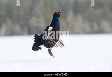 Tétras Tetrao tetrix, homme, voir de faire un saut en flutter lek, avril Finlande Banque D'Images