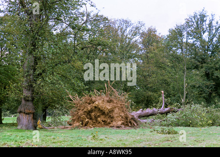 Arbre dans l'ouest de Londres, Bushy Park déracinés par grande tempête 16 octobre 1987. JMH0504 Banque D'Images