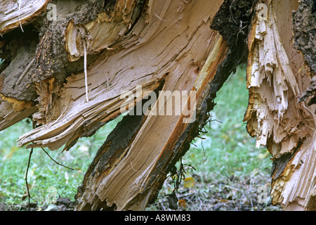 Arbre dans l'ouest de Londres, Bushy Park split par grande tempête 16 octobre 1987. JMH0510 Banque D'Images