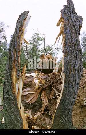 Arbre dans l'ouest de Londres, Bushy Park split par grande tempête 16 octobre 1987 JMH0511 Banque D'Images