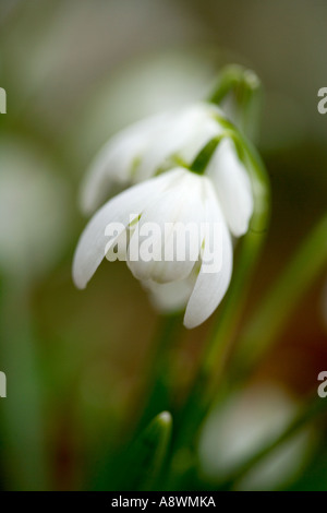Deux de macro (perce-neige Galanthus nivalis) prises au parc Lydiard, Swindon, Wiltshire Banque D'Images