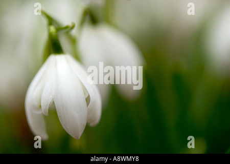 Deux de macro (perce-neige Galanthus nivalis) Banque D'Images