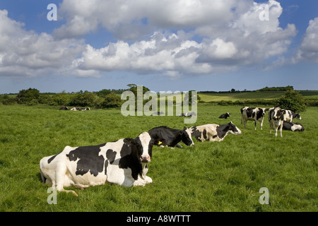 Friesian Dairy Herd Binham Norfolk Royaume-Uni juin Banque D'Images