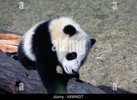 Six mois, panda cub escalade arbre à Chengdu Panda Base géant,Chine Banque D'Images