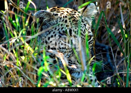 La province de Mpumalanga, Afrique du Sud, Kruger National Park, Landolozi, Private Game Reserve, Leopard se reposant dans l'herbe haute Banque D'Images