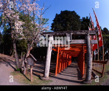 Tunnel de torii à Inari, Suizenji Jojuen Jardin, Kumamoto Banque D'Images