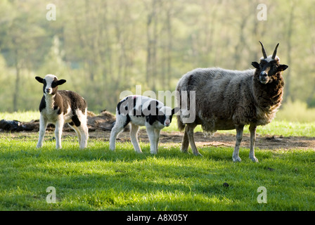 Une brebis Jacobs et deux agneaux. Banque D'Images