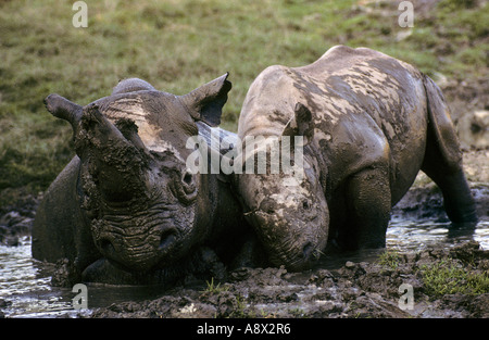 Le rhinocéros noir Diceros bicornis E et S captifs de l'Afrique Banque D'Images