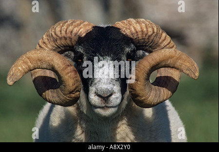 Face Black sheep Ovis aries ram Anglesey Pays de Galles UK Banque D'Images