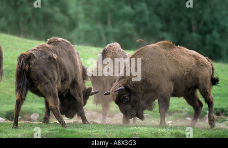 Bison d'Europe ou Bison bison bonasus captive l'Europe centrale Banque D'Images