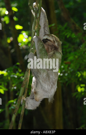 Trois-toed sloth, Bradipus variegatus, plante grimpante, parc national Manuel Antonio, Costa Rica Banque D'Images