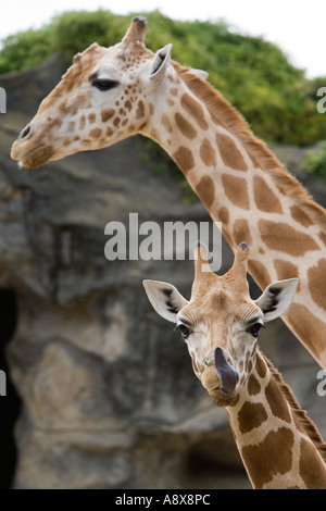 Mère et bébé girafe au Zoo de Taronga à Sydney Banque D'Images