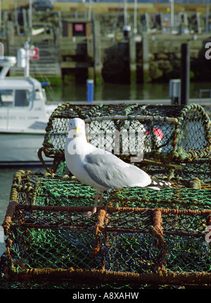Seagull sur des casiers à homard, le port de Scarborough, North Yorkshire, Angleterre Banque D'Images