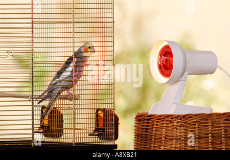 (Nymphicus hollandicus Cockatiel) en cage à la lampe infrarouge Banque D'Images