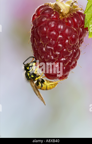 Guêpe commune (Vespula vulgaris) mangeant une framboise Banque D'Images
