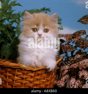 Jeune chat Persan bi-couleur - dans un panier Banque D'Images