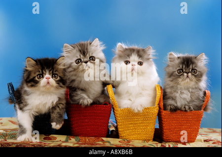 Quatre chats persans chaton dans des paniers Banque D'Images