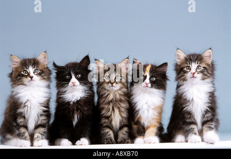 Forêt norvégienne Cat Cinq chatons assis en ligne. Image de studio sur fond bleu clair Banque D'Images