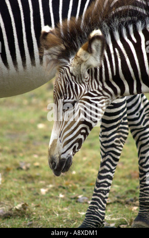 Des zèbres au parc animalier de Whipsnade UK Bedfordshire Banque D'Images